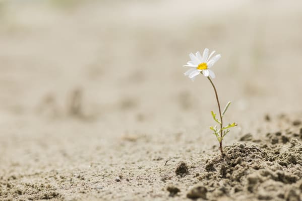 fiore in un deserto, simbolo della resilienza